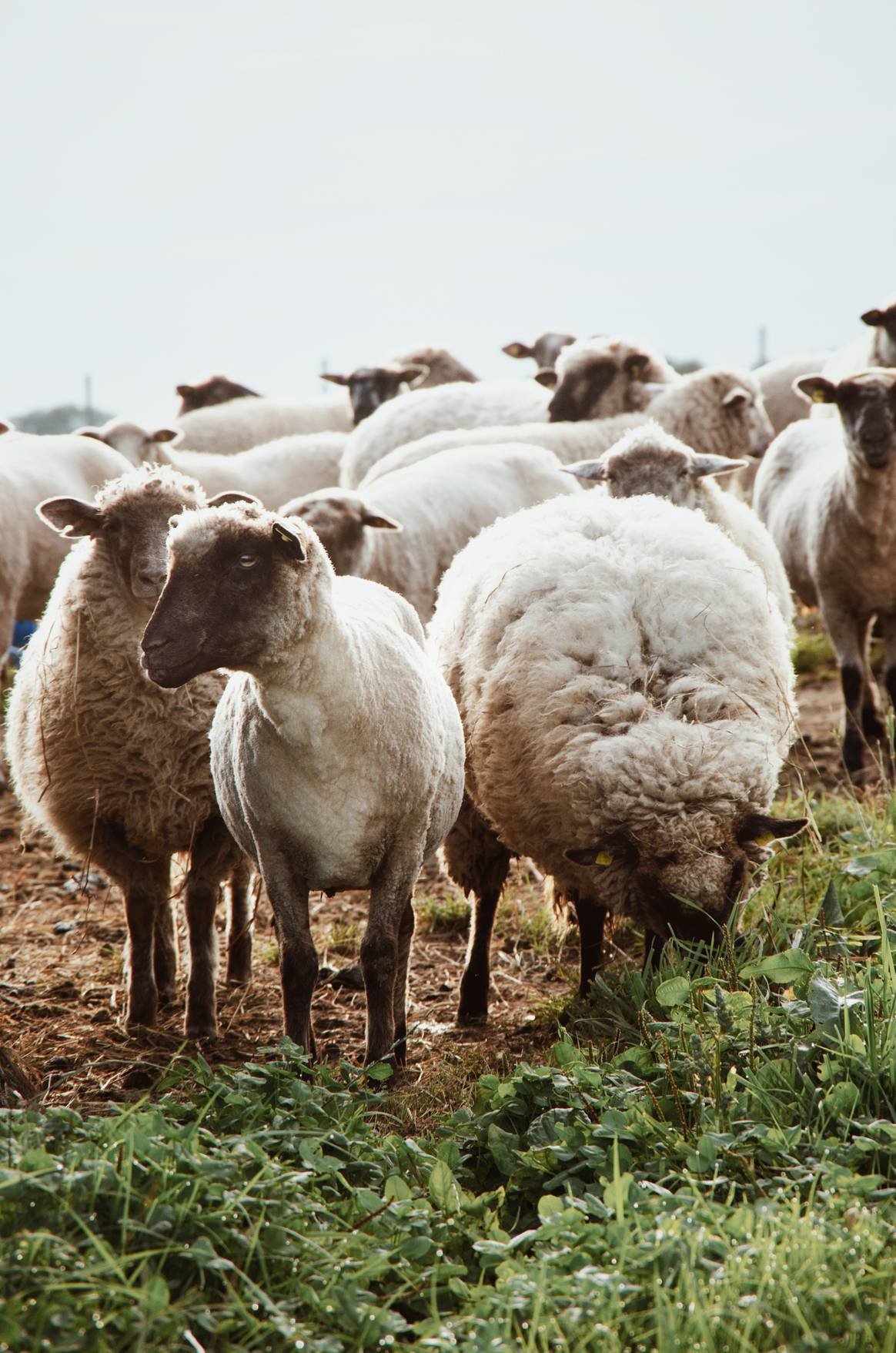 Auch Tierwohl gehört zu den Themenbereichen der Textile Exchange. Foto: Ivars für Pexels.com