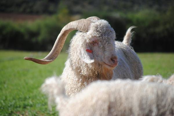 H&M faces renewed pressure over mohair use following PETA investigation