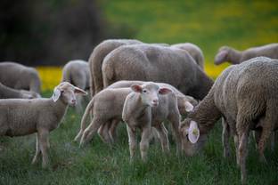 Gli animalisti a Biella contro la pratica crudele del mulesing