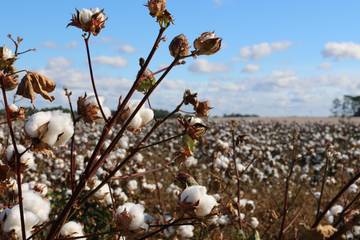 Better Cotton outlines new impact targets for 2030 