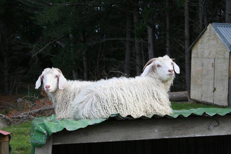 Mohair South Africa claims only 2 farms were depicted in PETA’s expose, PETA denies