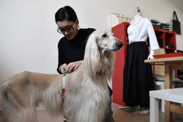 Canine couture cuts a dash in Italy's fashion capital