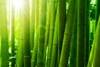 Messe Frankfurt se une con Esmod para la moda "eco"