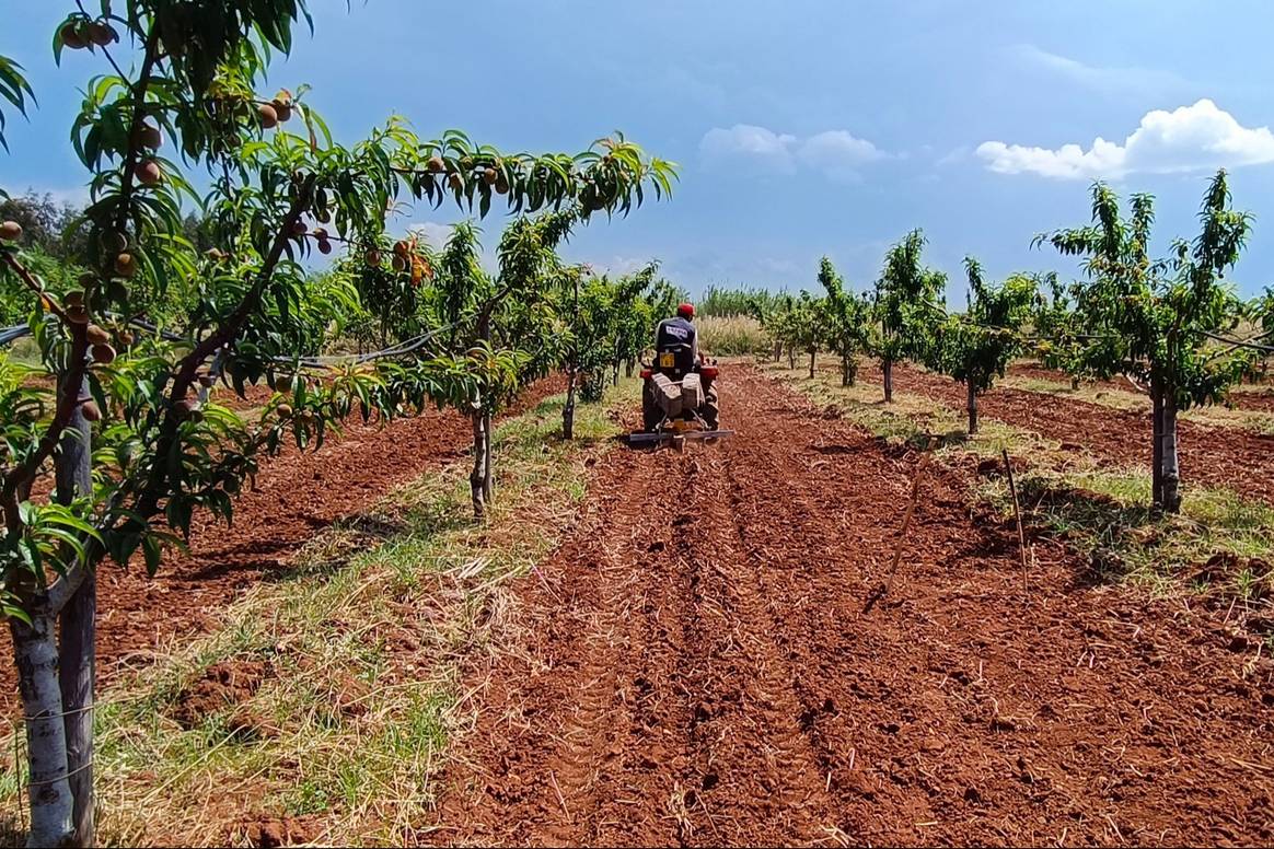 Illustrative image cotton natural fibres. Credits: Image: Apulia Regenerative Cotton Project via Giorgio Armani Twitter