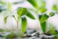 Agricultura regenerativa en la moda: El fondo de Kering e Inditex amplía su alcance global