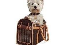 John Lewis launches pet fashion