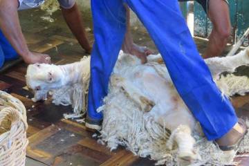 Mohair South Africa claims only 2 farms were depicted in PETA’s expose, PETA denies