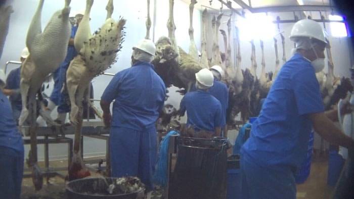 PETA reveals abuse at Ostrich suppliers for Prada and Hermès