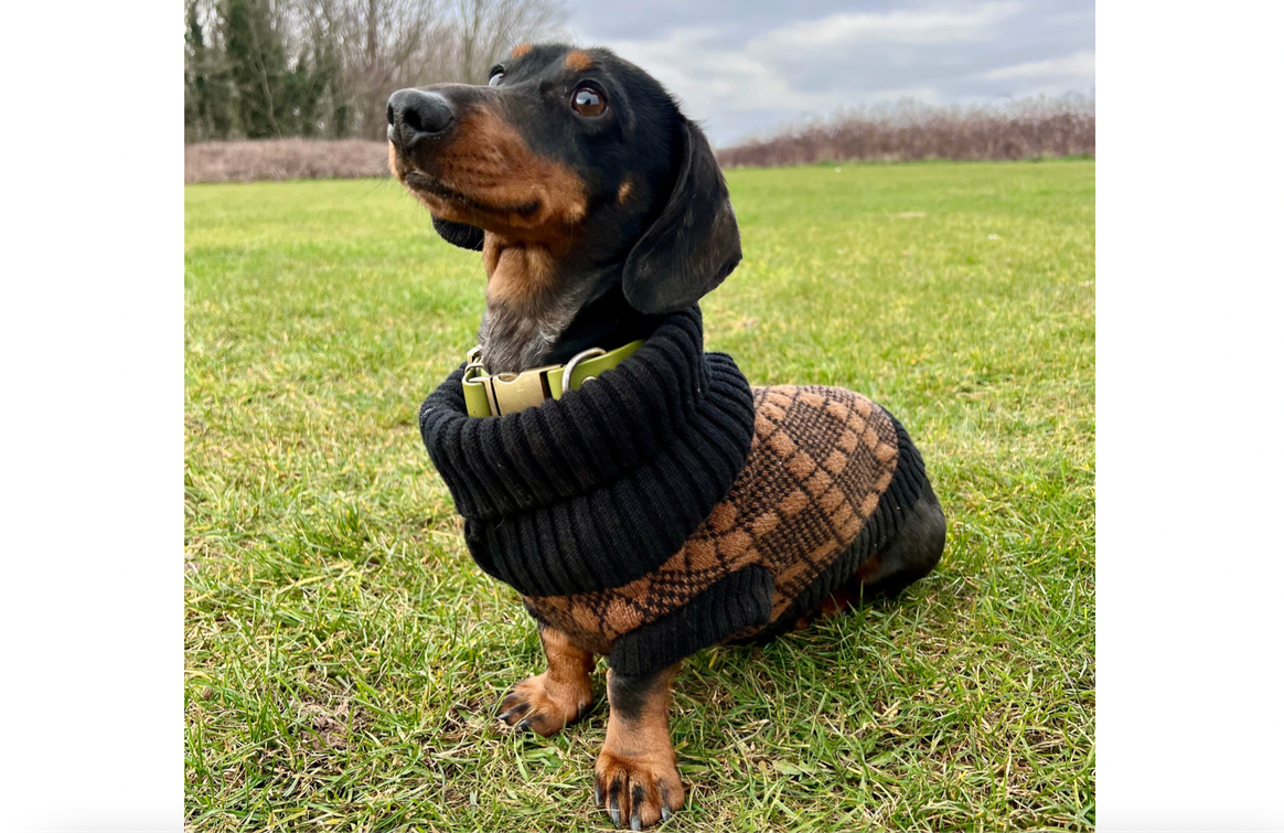 Schwarz-brauner Argyle-Hundepullover. Bild: Wag & Wool