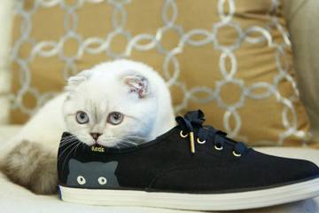 La chatte de Taylor Swift égérie d'une paire de baskets Keds