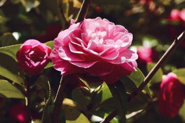 Un laboratoire landais "à ciel ouvert" pour le camélia, emblème de Coco Chanel