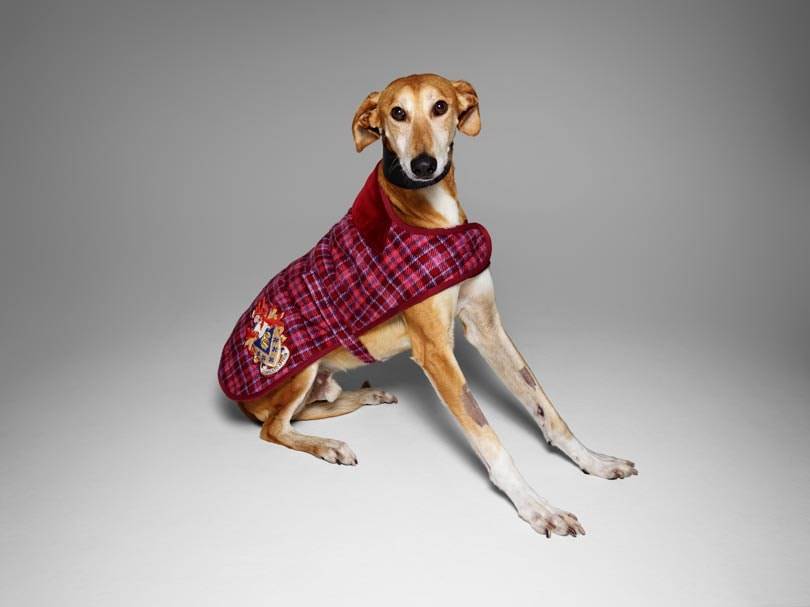 Fashion names design canine couture for charity