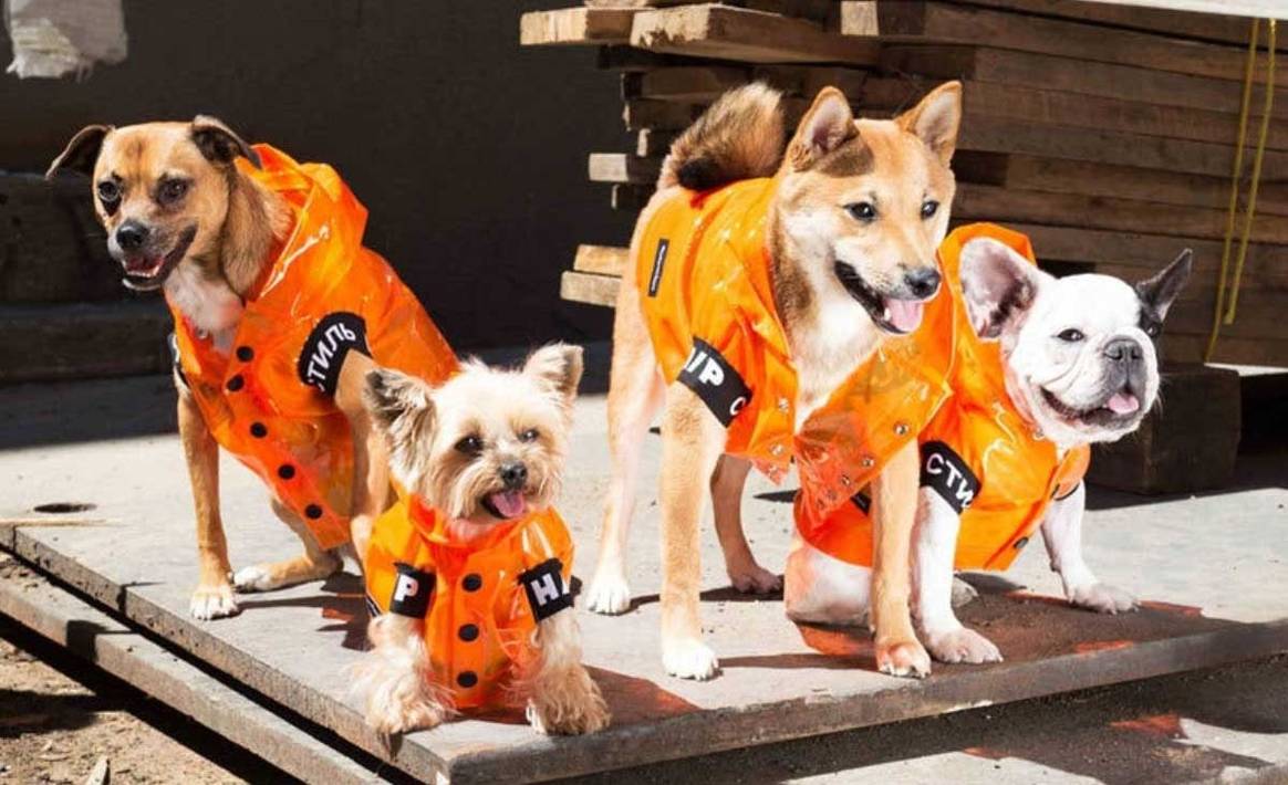 Like cats and dogs? Canine couture and feline fashion are very much en vogue