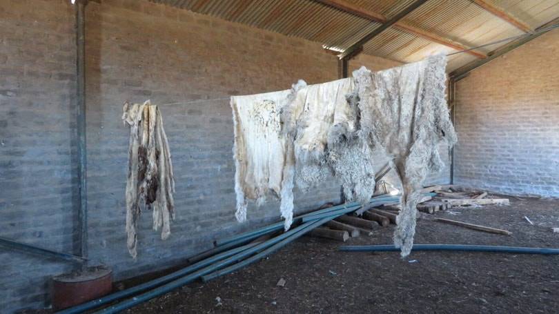 H&M, Zara, Topshop & Gap ban Mohair following animal cruelty expose