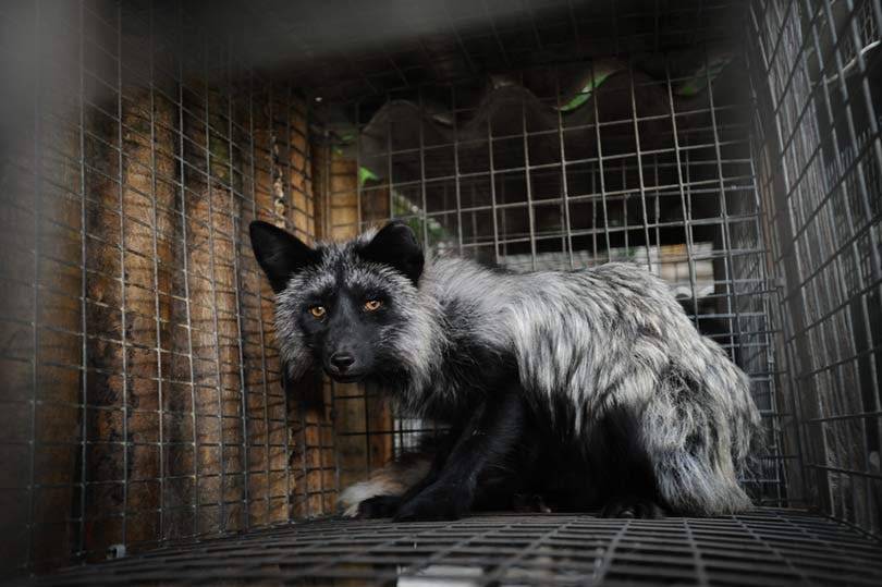 #WhatTheFur Crea conciencia sobre pieles con falsa etiqueta