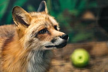 Animalistas denuncian condiciones en granjas de peletería europeas