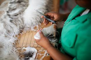 South African town sees gold in ostrich plumes