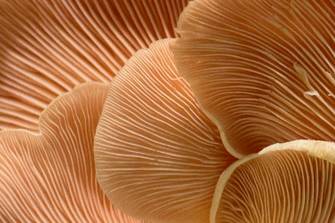 Mycelium kleding: Nederlands onderzoek combineert materiaalwetenschap en consumentengedrag