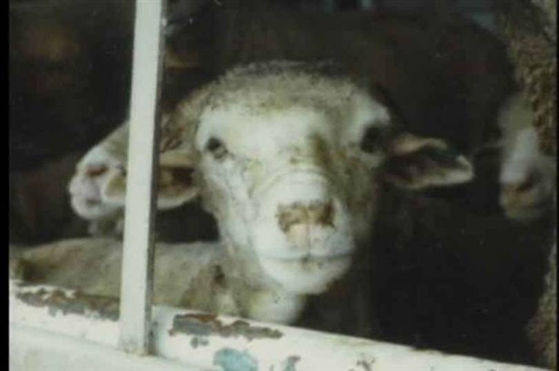 Peta drängt Designer, auf Wolle zu verzichten