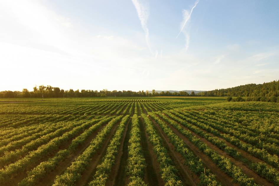 H-M-investiert-in-Stoffe-aus-Agrarabf-llen-