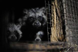 Real Fur sold as fake on British high-streets and online