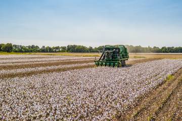 Dürre in den USA: Baumwollpreise explodieren