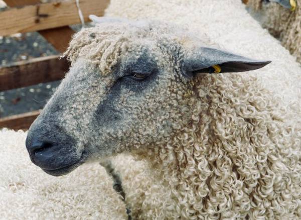 Inside the Great British Wool Revival: How the UK’s ‘farm-to-fashion’ summit aims to rebuild a broken fibre economy