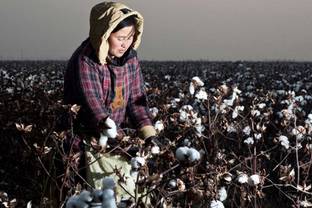 Cotton Ranking 2020: Widening gap between sustainability leaders and laggers