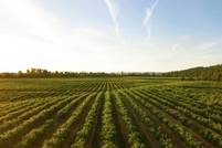H&M investiert in Stoffe aus ‘Agrarabfällen’