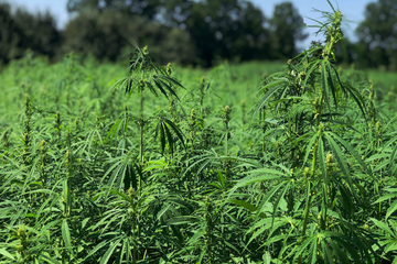 Textile Exchange launches Growing Hemp for the Future report