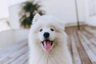 Tommy Hilfiger to launch collection for dogs