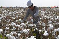 Will COP30 deliver for cotton? The fibre at the frontline of fashion’s climate crisis