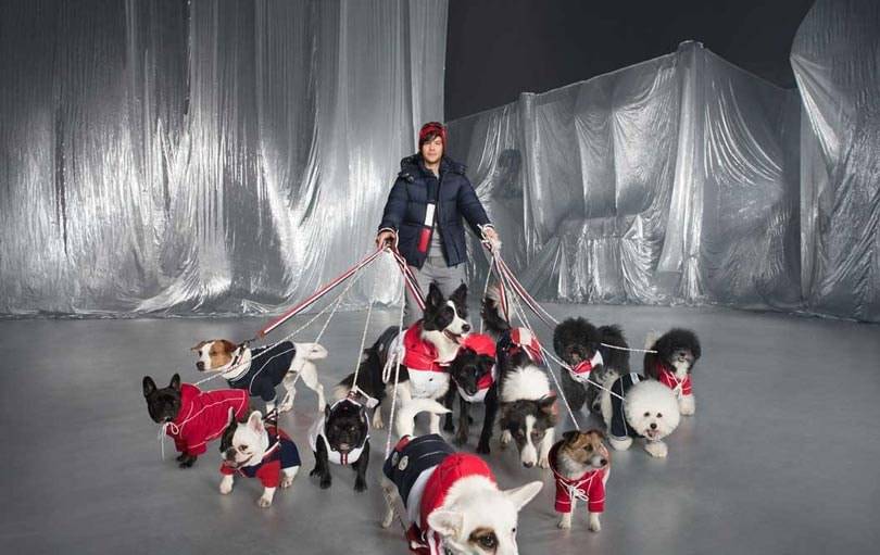 Moncler выпустил коллекцию пуховиков для собак - цены кусаются