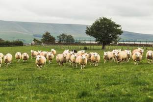 Barbour unterstützt Landwirte in England beim Schutz der Biodiversität