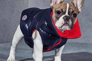 Moncler выпустил коллекцию пуховиков для собак - цены кусаются