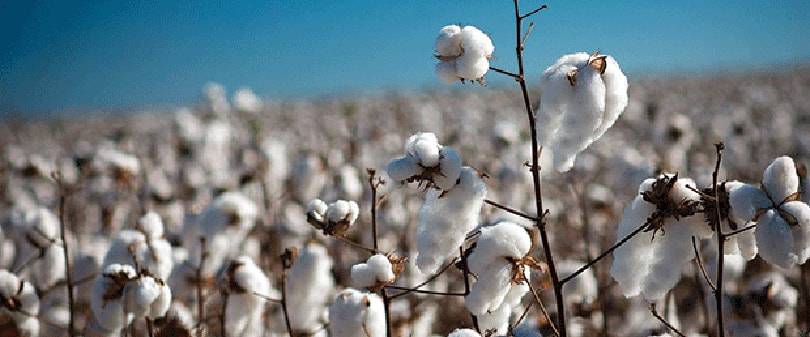 FIT Offers Bright Strategies for Sustainable Fashion Part 2: Cotton