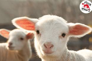 How brands can transition to pain free, non-mulesed sheep wool