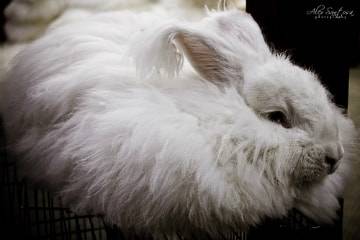 H&M, IC Companys stoppen Angora nach Peta-Kampagne