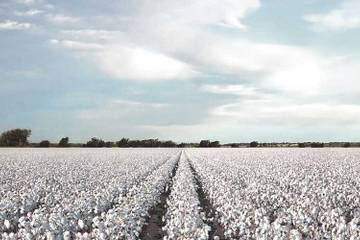 Le coton, menacé par le manque d'eau et le polyester