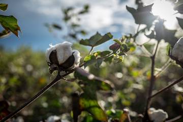 Cotton made in Africa kooperiert mit African Cotton Foundation