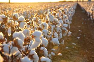 The natural fibres economy – how the four percent of world’s population makes a living