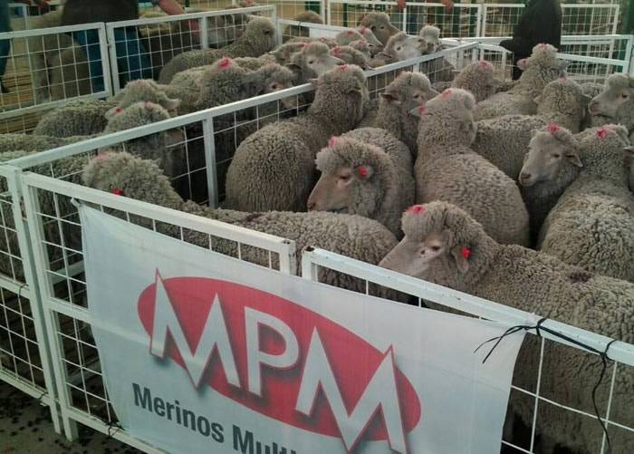 Textile Exchange lanceert eerste versie ‘Responsible Wool Standard’
