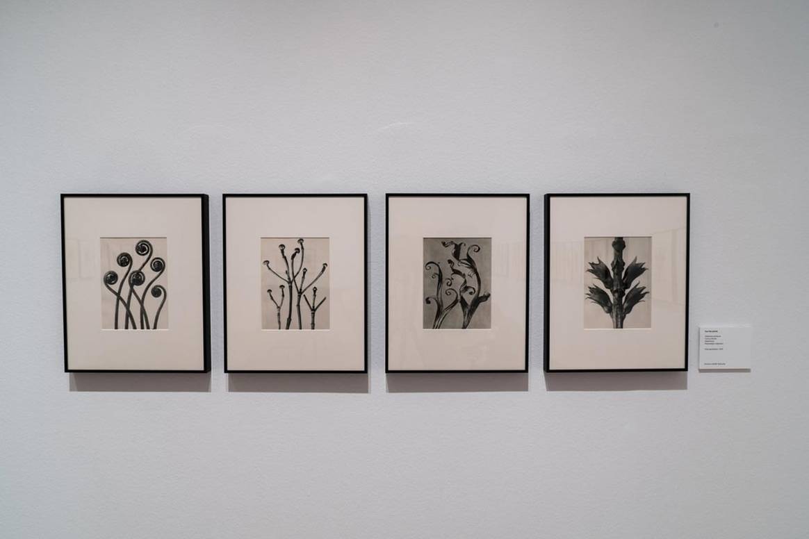 Loewe rinde homenaje en el Thyssen al naturalismo de Karl Blossfeldt