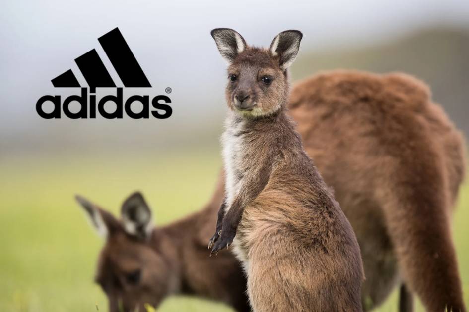 Adidas halts sourcing Kangaroo skins for its athletic footwear