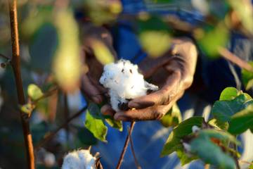 Better Cotton: Programm für Baumwoll-Unternehmen in Côte d'Ivoire