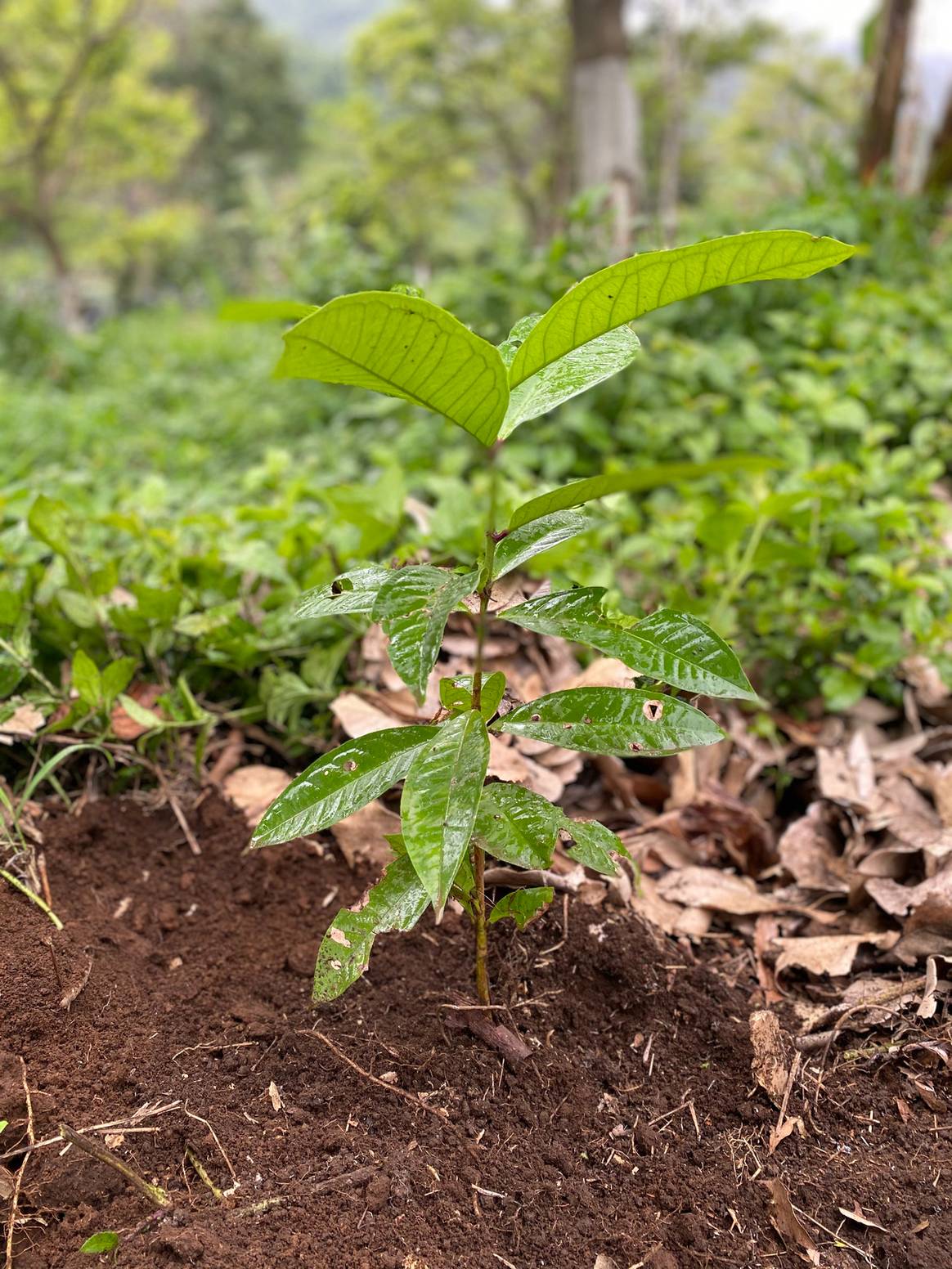 Foto: CRFW - Fundación Planta mi árbol