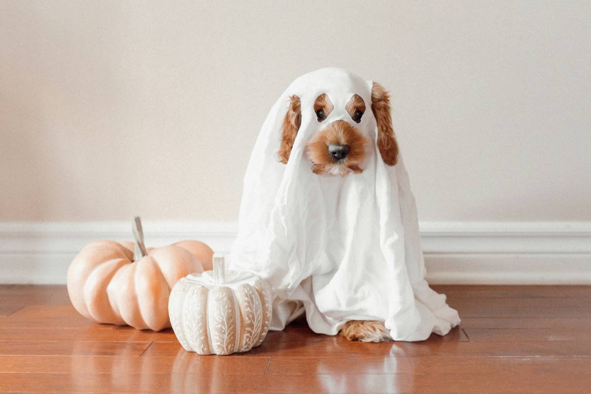 NRF Consumer Survey Finds Halloween Spending to Reach Record $13.1 Billion