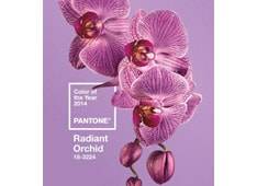 Radiant orchid