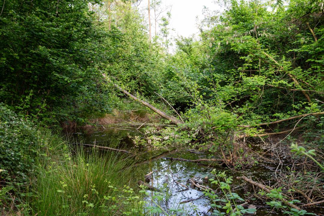 Parco naturale del Bosco delle Sorti della Partecipanza di Trino è un'area naturale protetta del Piemonte