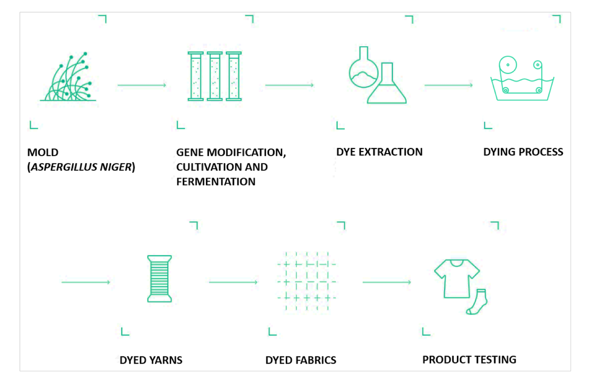 Schematische Darstellung der Projektziele. Das Projekt nutzt Molekulartechnik, um eine hocheffiziente Zellfabrik der nächsten Generation für die Pigmentproduktion zu entwickeln.